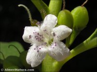 Myoporum laetum