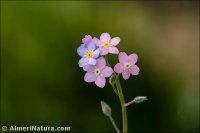 Myosotis decumbens subsp. teresiana