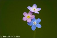 Myosotis decumbens
subsp. teresiana