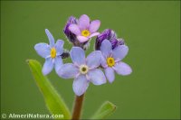 Myosotis decumbens subsp. teresiana