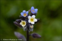 Myosotis discolor subsp. dubia