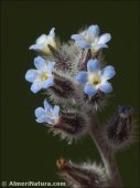Myosotis ramosissima
ssp gracillima