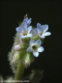 Myosotis ramosissima
