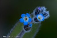 Myosotis stricta