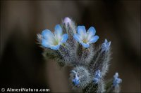 Myosotis stricta
