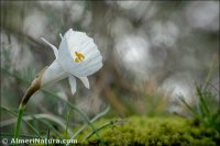 Narcissus cantabricus