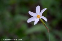 Narcissus deficiens