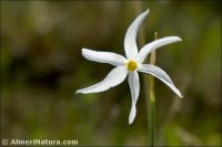 Narcissus deficiens