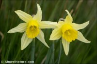 Narcissus nevadensis