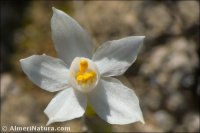 Narcissus tortifolius