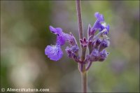 Nepeta amethystina subsp. laciniata
