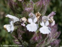 Nepeta granatensis