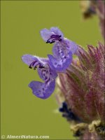 Nepeta tuberosa