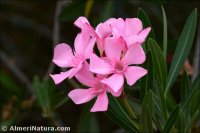 Nerium oleander