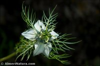 Nigella damascena
