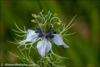 Nigella damascena