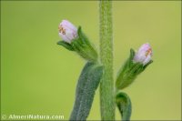 Odontites vernus