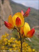 Ononis aragonensis