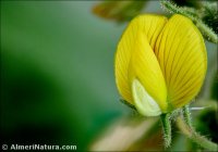 Ononis natrix