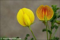 Ononis ramosissima
