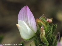 Ononis serrata