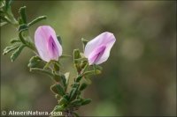 Ononis tridentata