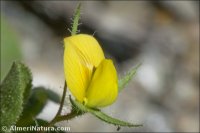 Ononis viscosa
ssp crotalarioides