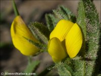 Ononis viscosa
ssp porrigens