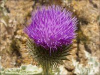 Onopordum acanthium