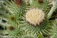 Onopordum acaulon
