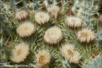 Onopordum acaulon