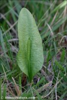 Ophioglossum vulgatum
