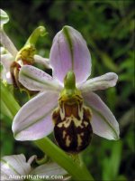 Ophrys apifera
ssp jurana