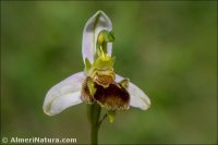 Ophrys apifera