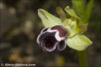 Ophrys fusca
ssp dyris