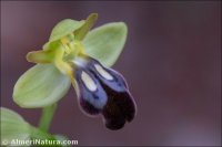 Ophrys fusca