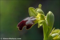 Ophrys fusca