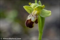 Ophrys fusca