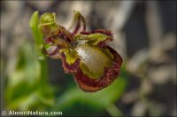 Ophrys speculum