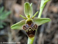 Ophrys sphegifera