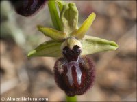 Ophrys sphegodes