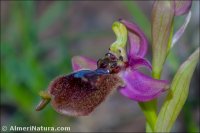 Ophrys x heraultii
