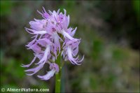 Orchis italica
