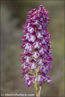 Orchis purpurea