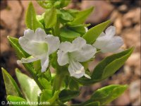 Origanum vulgare subsp. virens
