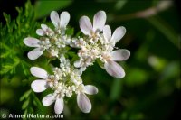 Orlaya daucoides
