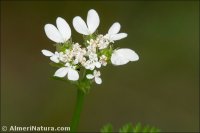 Orlaya daucoides