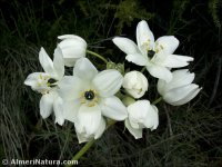 Ornithogalum arabicum