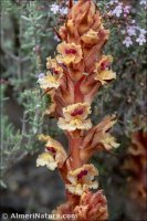 Orobanche alba