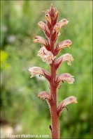 Orobanche almeriensis